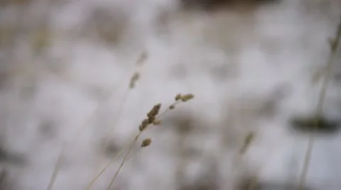 Grass Blowing in the Wind with snowy background Stock Footage 57698463