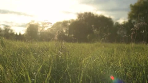 Grass blowing in the wind on a spring day Stock Footage 153860123