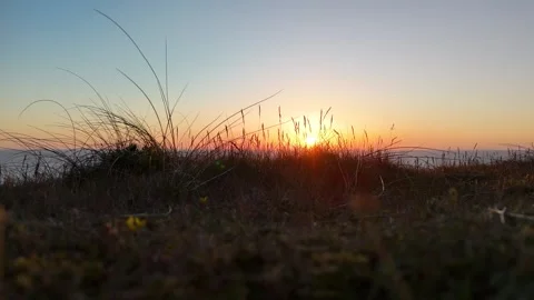 Grass Blowing in the wind as the sun sets in the background, Beach, Cornwall Stock Footage 310135608