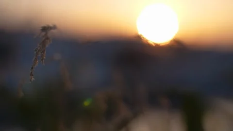 Grass blowing in the wind with the sun setting Stock Footage 128749609