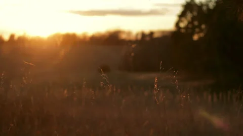Grass blowing in the wind at sunset Stock Footage 39350707