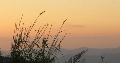 The grass is blowing in the wind with sunset Stock Footage 139028496