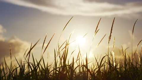 Grass Blowing In Wind At Sunset. Slow motion. Stock Footage 101462142