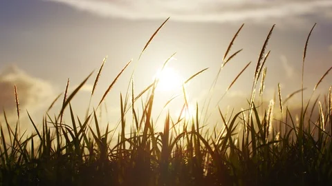 Grass Blowing In Wind At Sunset. Slow motion. Stock Footage 101462157