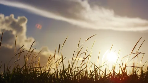 Grass Blowing In Wind At Sunset. Slow motion. Stock Footage 101462181
