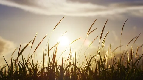 Grass Blowing In Wind At Sunset. Slow motion. Stock Footage 101462183