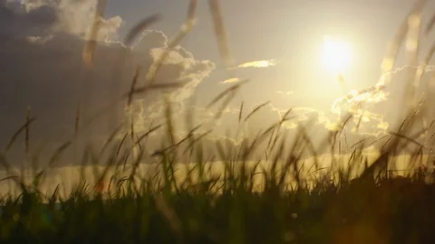 Grass Blowing In Wind At Sunset. Slow motion. Stock Footage 101462221