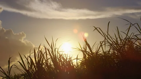 Grass Blowing In Wind At Sunset. Slow motion. Stock Footage 101463382