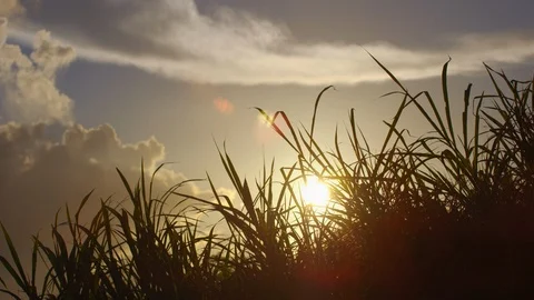 Grass Blowing In Wind At Sunset. Slow motion. Stock Footage 101463578