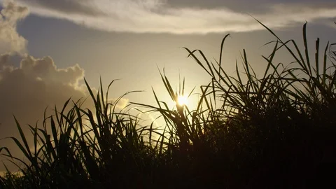 Grass Blowing In Wind At Sunset. Slow motion. Stock Footage 101463664