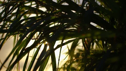Grass Blowing In Wind At Sunset. Slow motion. Stock Footage 101463744