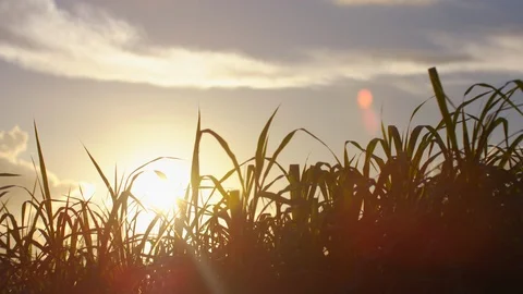 Grass Blowing In Wind At Sunset. Slow motion. Stock Footage 101464120