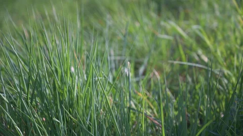 Grass blowing in the wind in the sunshine in close-up Stock Footage 130117074
