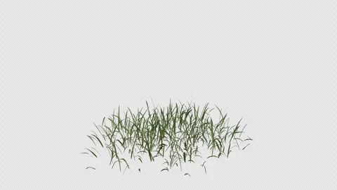 Grass blowing in the wind. Wind blows the Lawn. Alpha Channel. Loop Animation Video stock 291012453