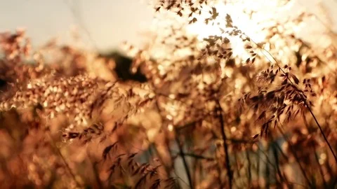 The grass is blown in the evening with the sun falling. Stock Footage 83992455