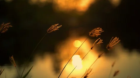 The grass is blown in the evening with the sun falling. Stock Footage 107160850