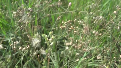 The grass is blown. Stock Footage 89155291