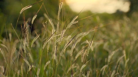 The grass is blown on the side of the road. Video stock 97039366