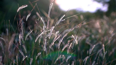 The grass is blown on the side of the road. Stock Footage 97039634