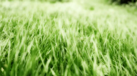 Grass Blown by Strong Wind Dreamy Stock Footage 57652136