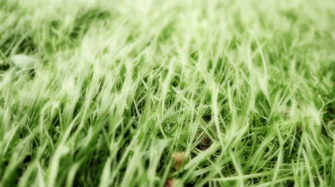 Grass Blown by Strong Wind Stock Footage 57651980