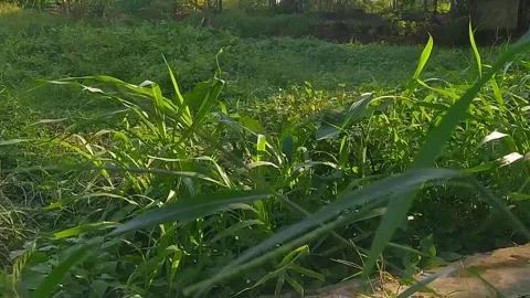 The grass blown by the strong wind with sunlight in the garden Stock Footage 280231437