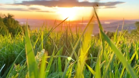 Grass blown at sunset Stock Footage 130930818
