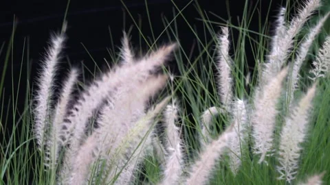 Grass blown by the wind Stock Footage 158989474