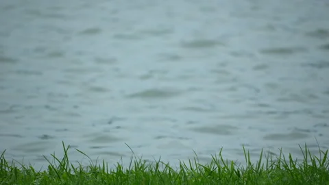 Grass blown by the Wind on the River Moving Background. Stock Footage 338396353
