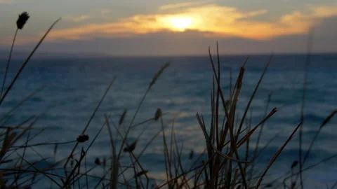 Grass Blown by the wind in the sunset at the sea Stock Footage 210826861