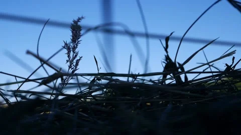 Grass blows in breeze at dusk Stock Footage 201952001