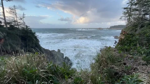 Grass blows in the wind on the Oregon Coast Video stock 329452579