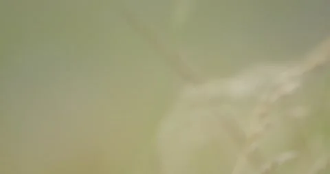 Grass blows in the wind in slow motion with a shallow depth of field. Stock Footage 229669512