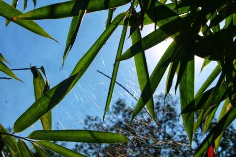Grass on blue background Stock Photos