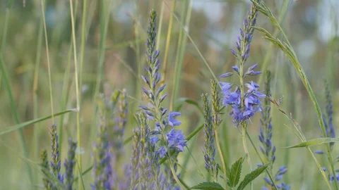 Grass, blue flowers closeup Stock Footage 91043048
