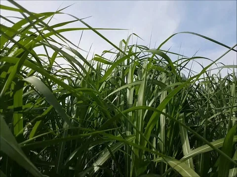 Grass on the blue sky background Stock Footage 78704109