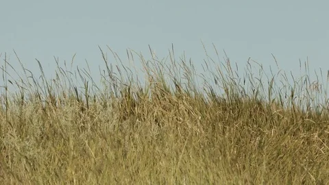 Grass on blue sky background. Stock Footage 78860705