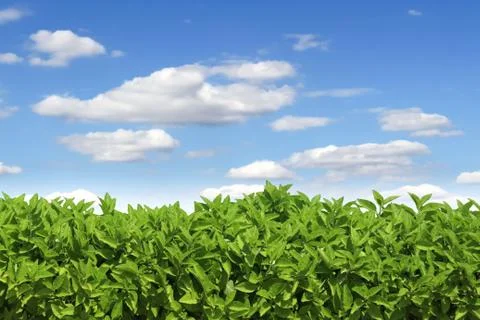Grass on blue sky background Stock Photos