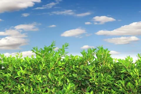 Grass on blue sky background Stock Photos