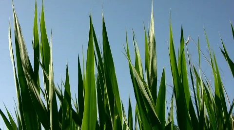 Grass on the blue sky Stock Footage 843288