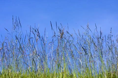 Grass on the blue sky Stock Photos