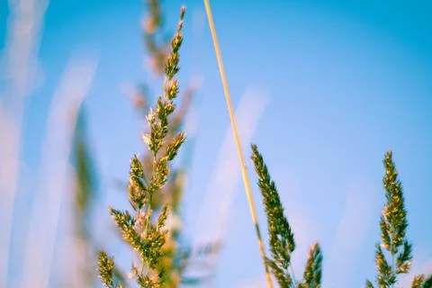 Grass  blue sky Stock Photos