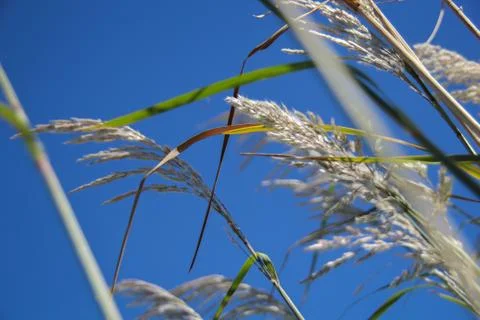 Grass in a Blue Sky Stock Photos