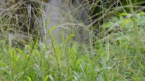 Grass blur Stock Footage 99117056