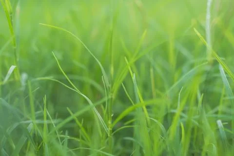 Grass Blur Green Background Spring Bokeh Garden Light Bright Easter Summer Stock Photos