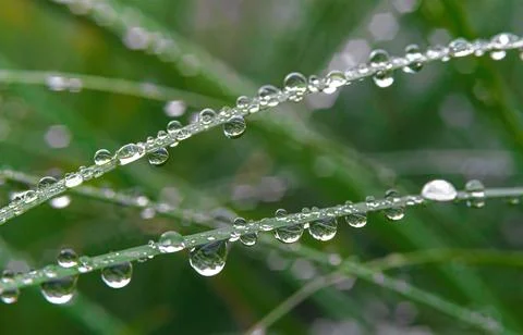 Grass on a blurred background with dew drops in the center of the frame Stock Photos