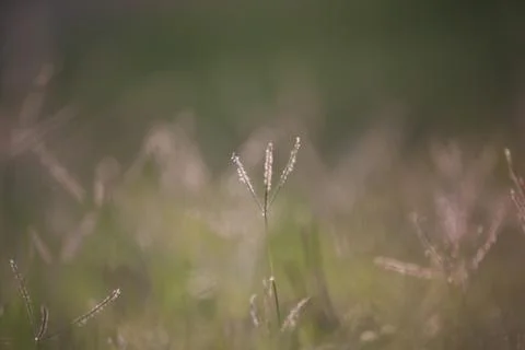Grass with blurred perspective Stock Photos