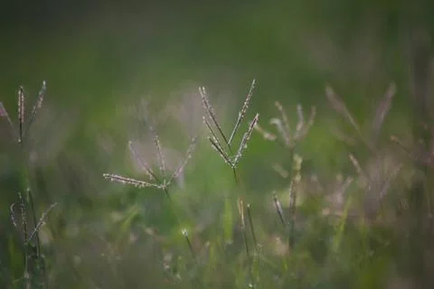 Grass with blurred perspective Foto stock