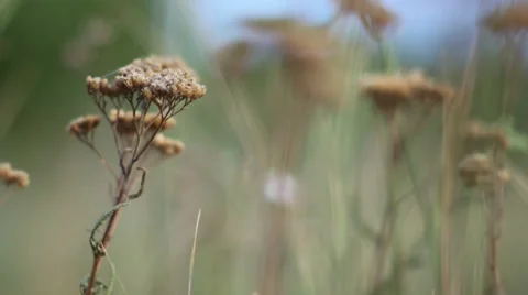 Grass. Blurry background. Stock-Footage 34833098
