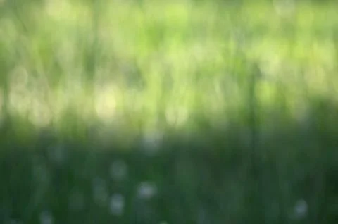 Grass bokeh background Stock Photos